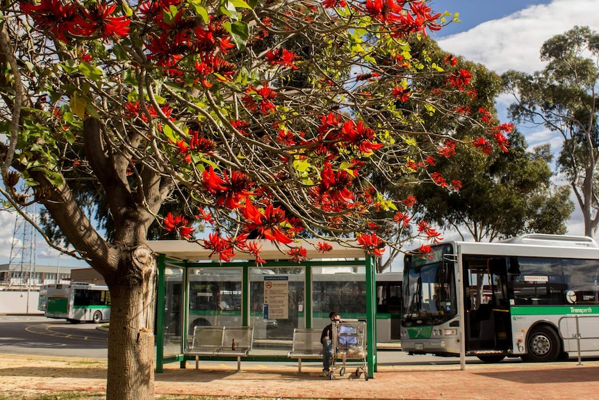 Buses and bus stop at Midland, east of Perth