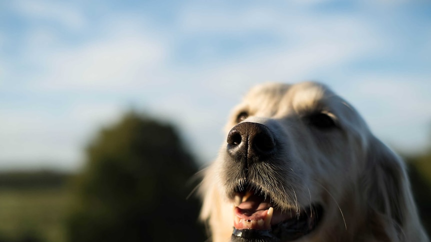 Golden retriever nose