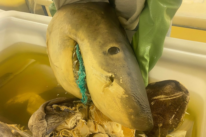 The preserved head of a great white shark, held by hands in green gloves. There is a blue rope in its mouth.