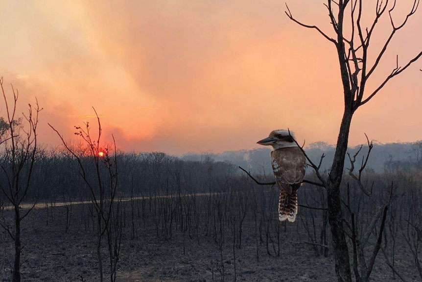 A kookaburra sits on a burnt tree branch surrounded by smoke.