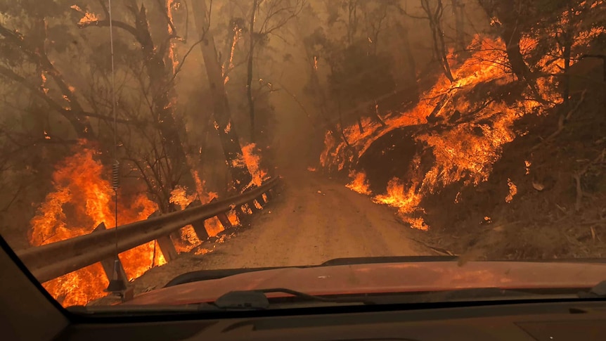 A dirt road surrounded by bushfire.