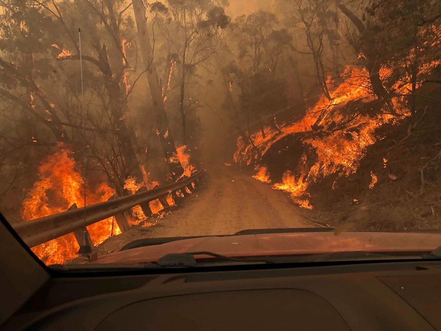 A dirt road surrounded by bushfire.