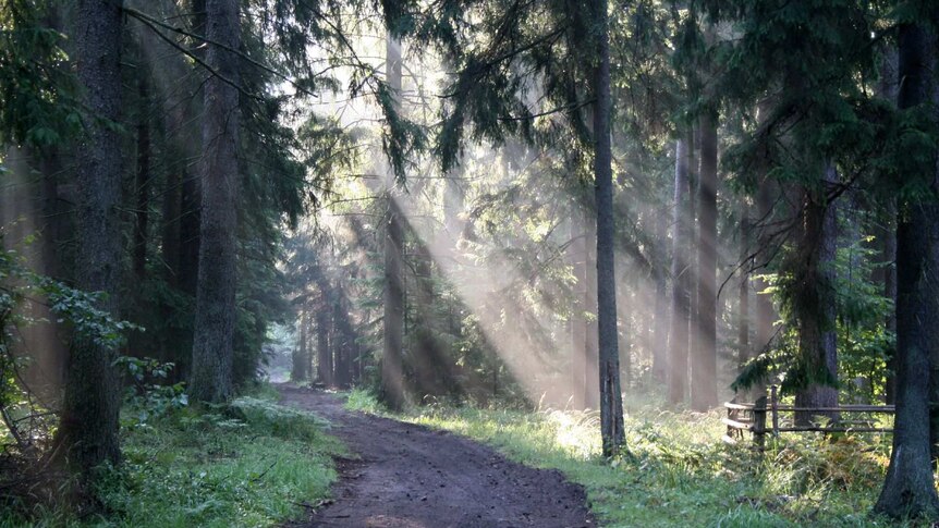 Light shines through tall trees in Bialowieza forest in Poland