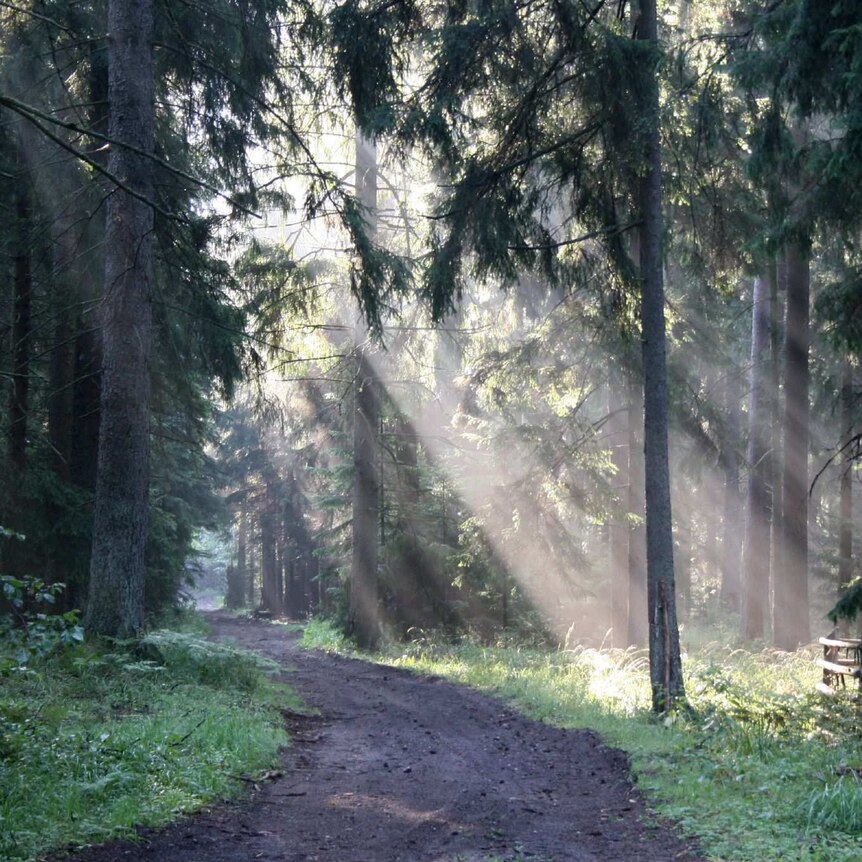 Light shines through tall trees in Bialowieza forest in Poland