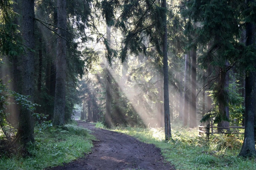 Light shines through tall trees in Bialowieza forest in Poland