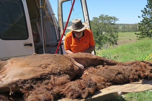 Mr Ruckert, originally from Adelaide, taught himself to shear out of necessity.