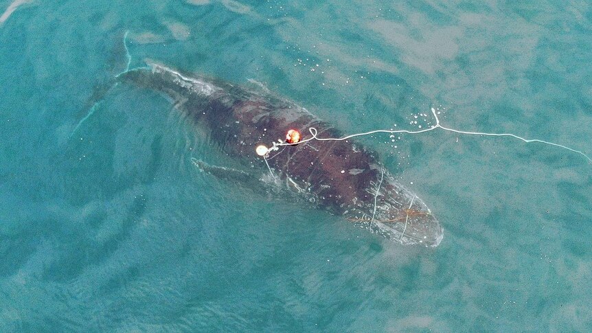 Whale in the water with red rope across it