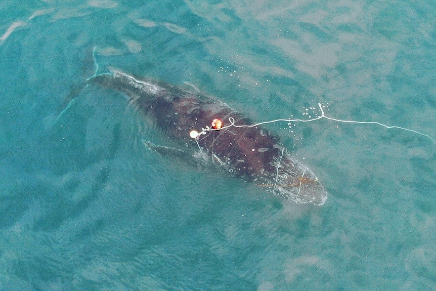 Whale in the water with red rope across it