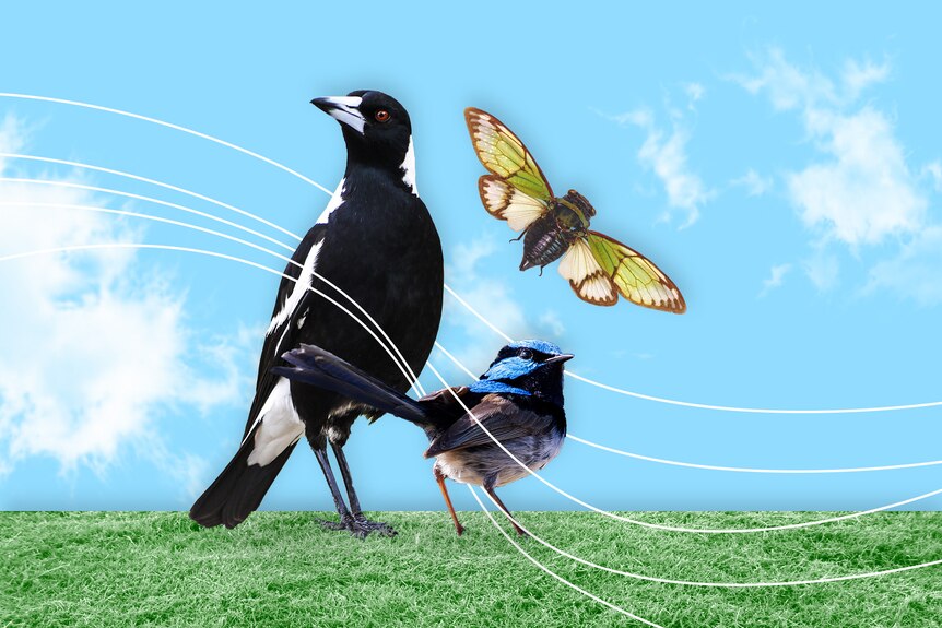 A college of a magpie, fairywren and cicada against a blue sky backdrop complete with green grass.