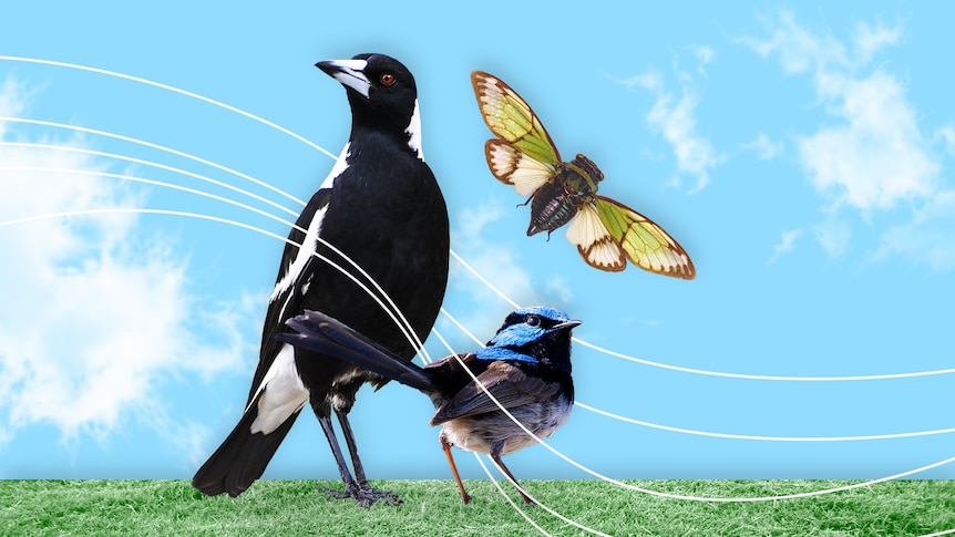 A college of a magpie, fairywren and cicada against a blue sky backdrop complete with green grass.