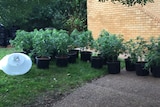 Police say they found more than 120 Cannabis plants at the alleged Wallsend drug house.