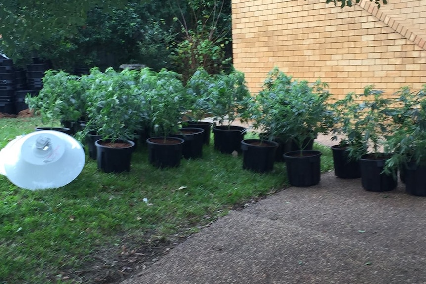 Police say they found more than 120 Cannabis plants at the alleged Wallsend drug house.