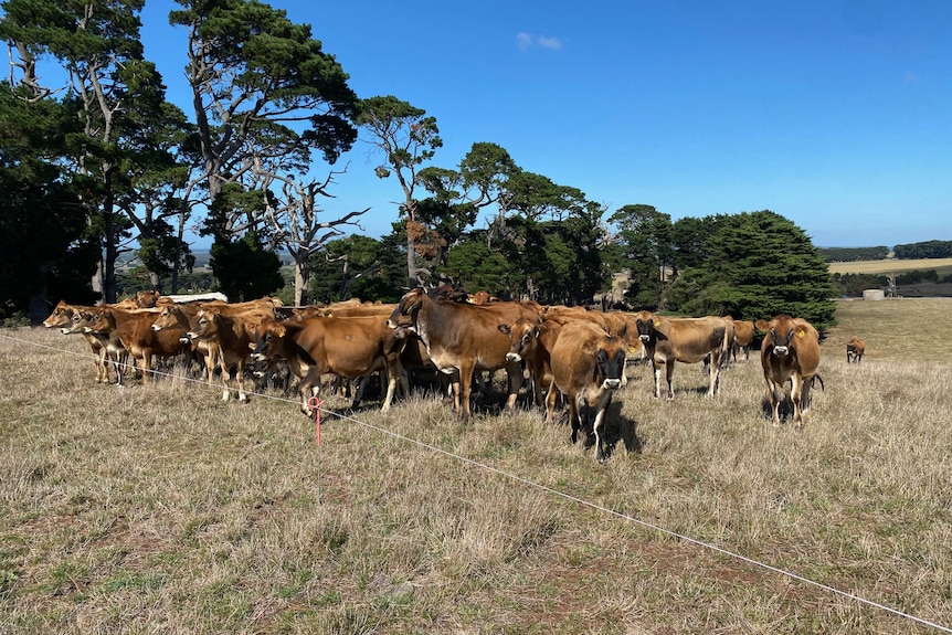 Yearling cattle stand behind an electric wire fence in a paddock.