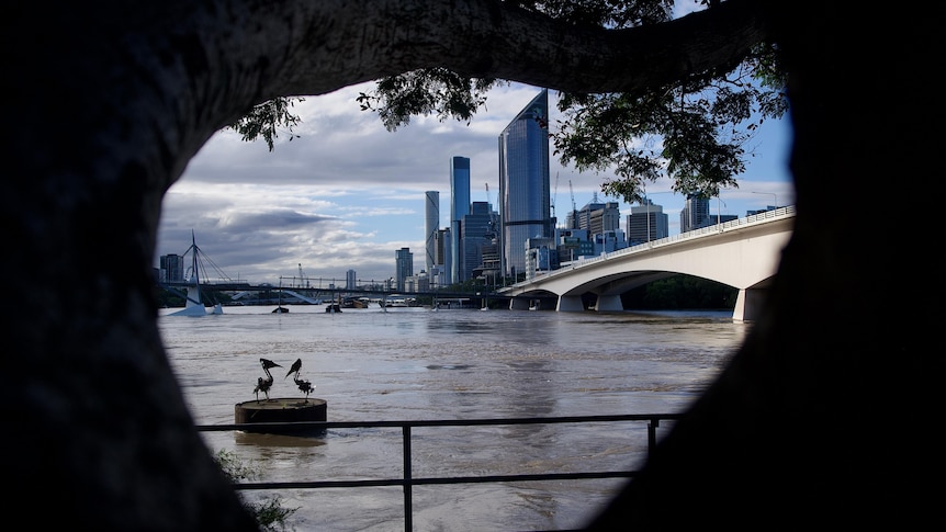 A swollen Brisbane river with bridge and city in background seen through two trees.