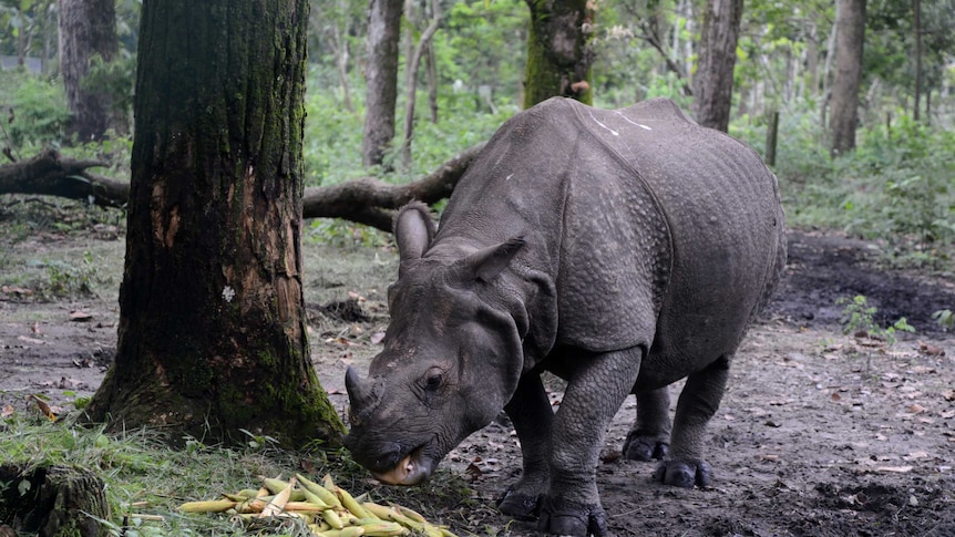 One-horned rhino feeding in captivity