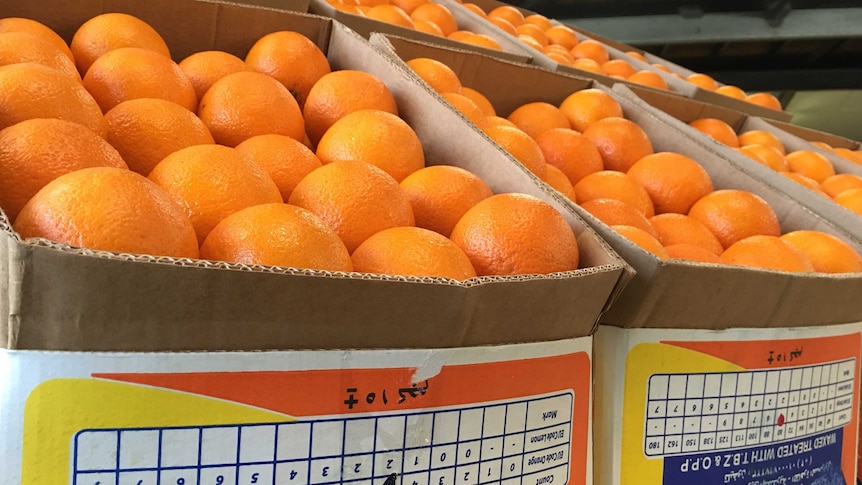 Oranges packed neatly into boxes ready for market