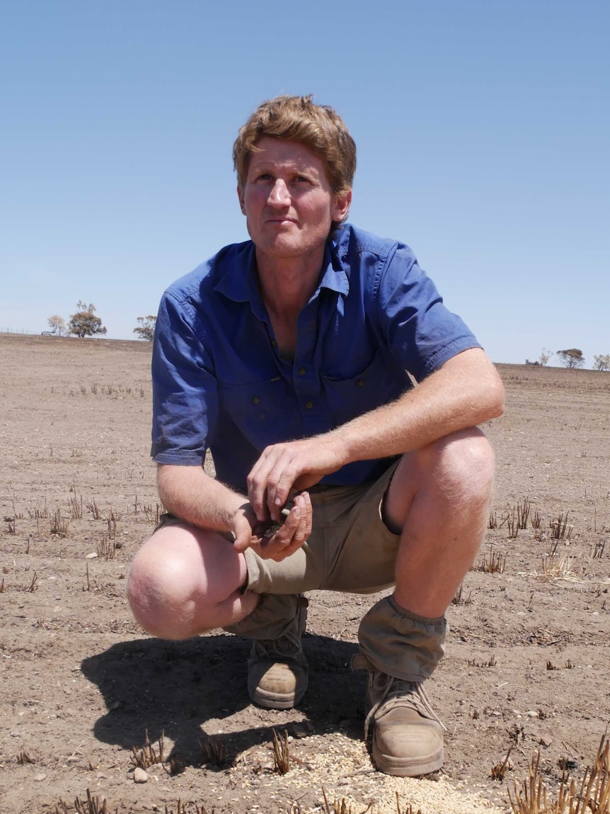 Man in a dry paddock with grain on the ground