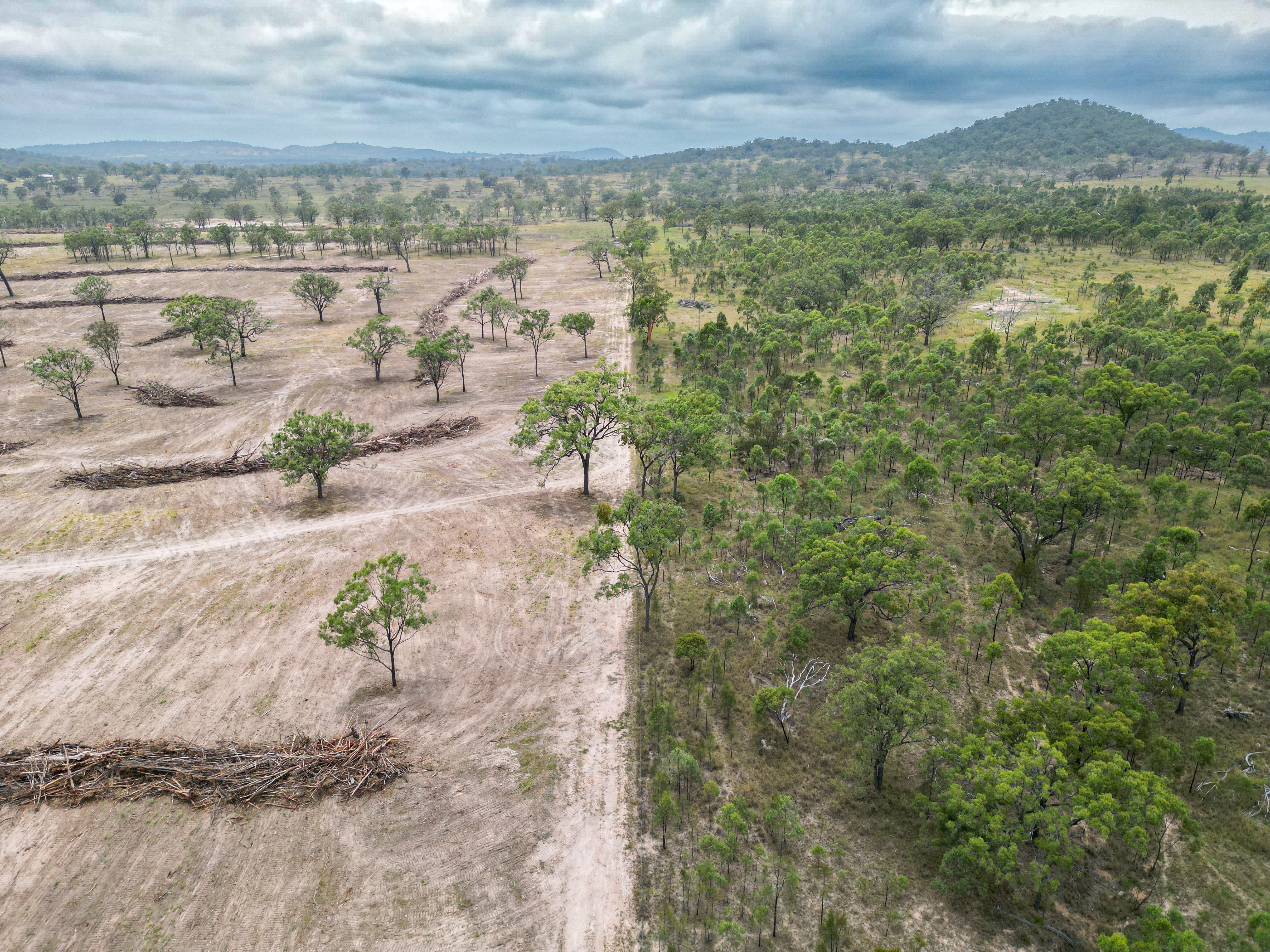 Koala habitat logged by farmers unaware of new environment laws