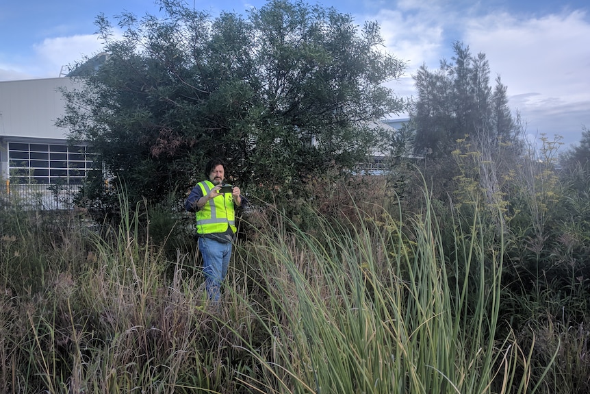 A man in high vis taking a picture with high grass in front of him and a couple of trees behind in.  