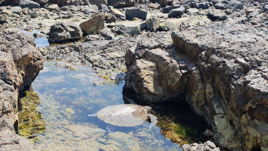 Turtle in rock pool