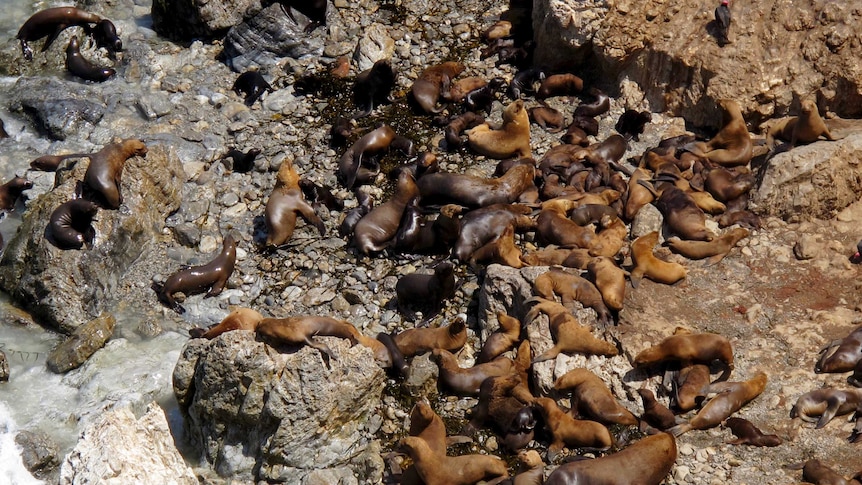 Sea lions sunny on a beach in Peru