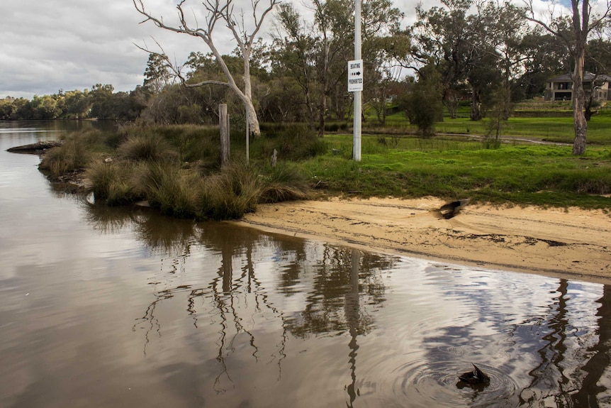 The bank of the Swan River at Bassendean