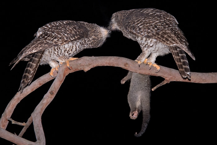 Two powerful owls pair bonding - one is feeding the other a newly-caught possum
