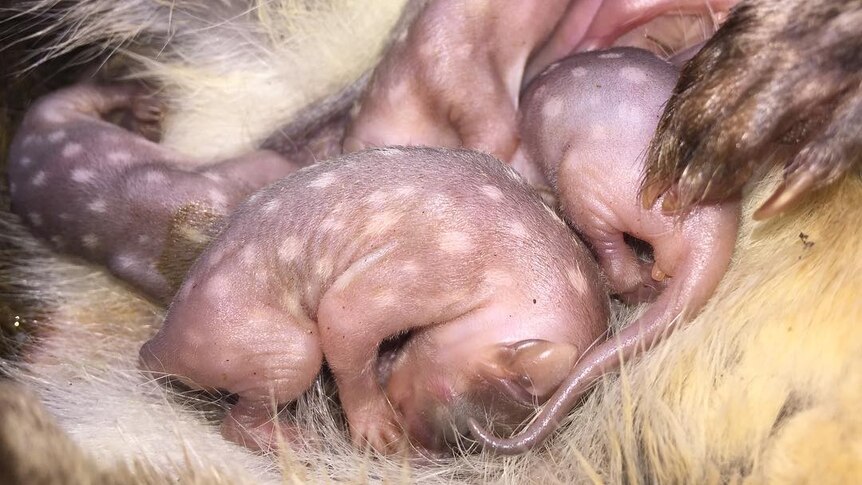 Baby western spotted quolls.