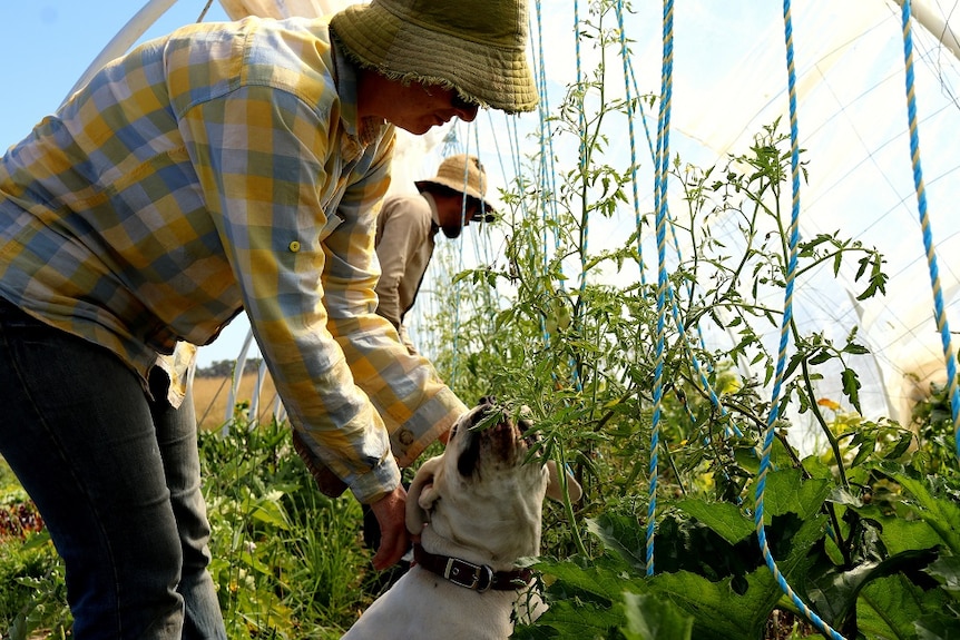 Brian and Tara Lee Joyce are growing veggies to feed 250 families off less than a hectare