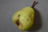 An unusual looking pear.