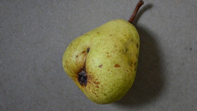 An unusual looking pear.