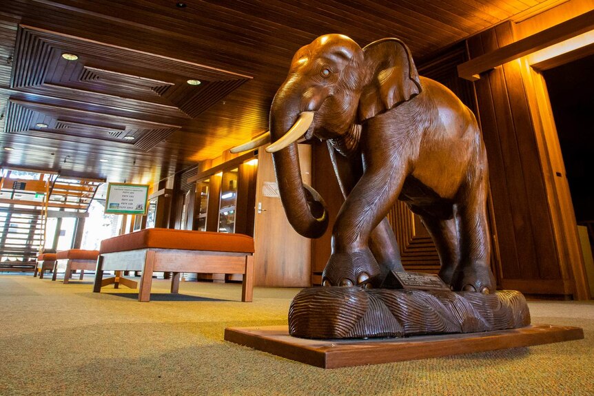 A wooden elephant nicknamed Stampy is on display in the Fenner School foyer.