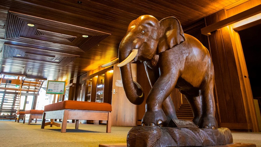 A wooden elephant nicknamed Stampy is on display in the Fenner School foyer.