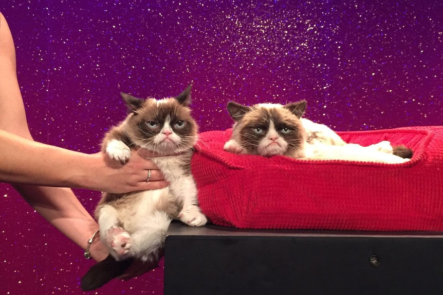 The real Grumpy Cat with her new animatronic figure at Madame Tussauds in London.
