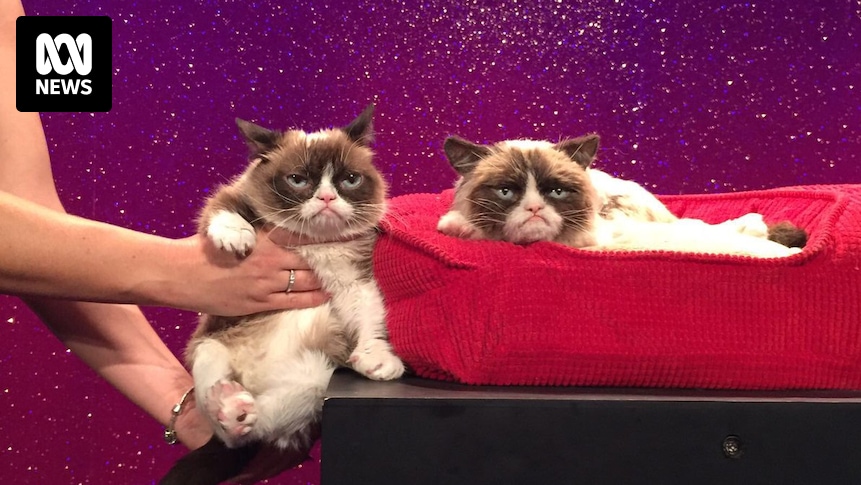 Grumpy Cat unimpressed with figure at London's Madame Tussauds