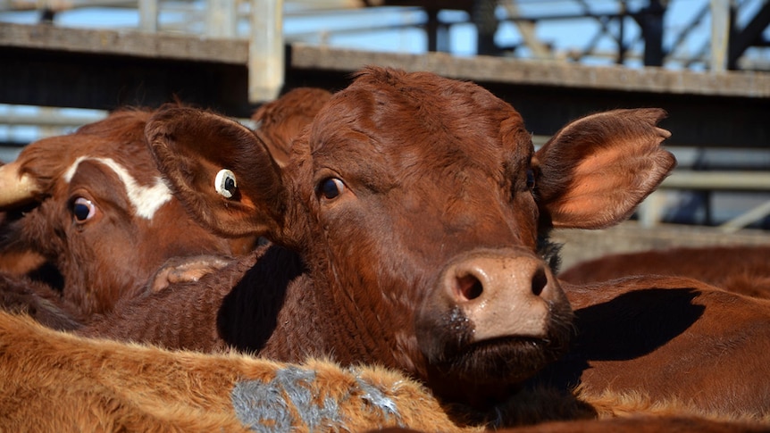 Cattle at the Roma saleyard