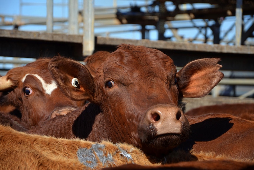 Cattle at the Roma saleyard