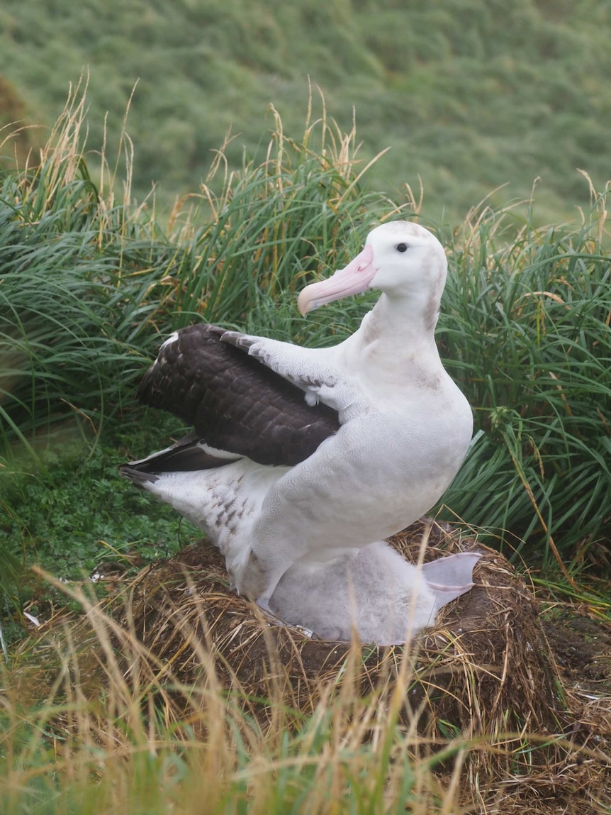 Albatross with a chick