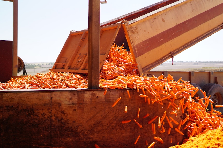 A chute deposits carrots into a container.