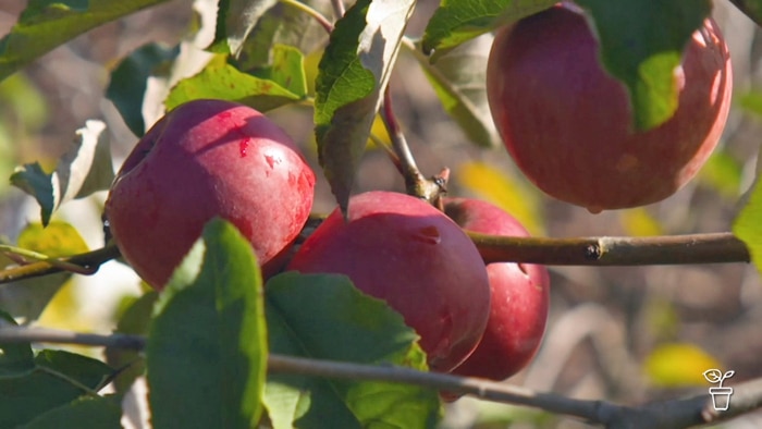 Apples growing on the tree