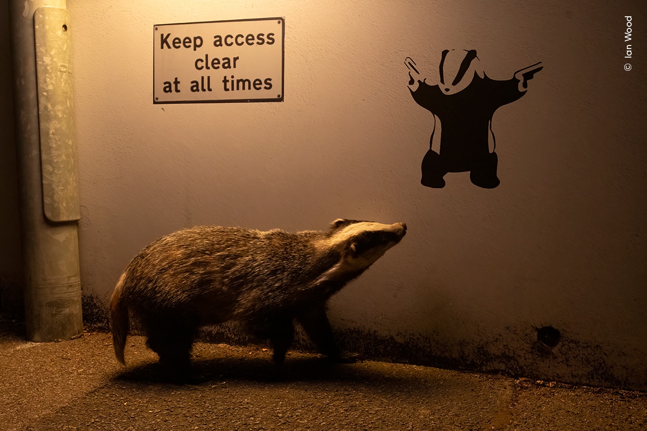 An ambling Eurasian badger appears to glance up at badger graffiti on a quiet road