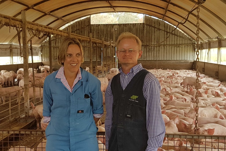 a man and a woman standing in a shed with pigs behind them