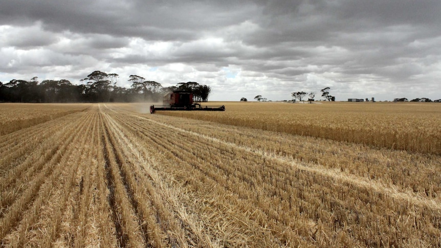 Grain harvester harvesting wheat in Katanning in WA's Great Southern as rain clouds loom.