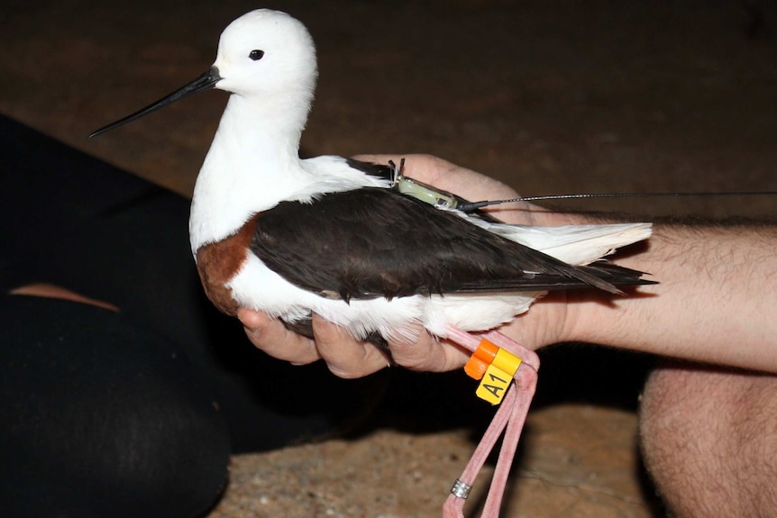 Close up banded stilt bird, being tagged in Kalgoorlie