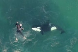 Drone footage shows a killer whale swimming with a kayaker in Army Bay, New Zealand.