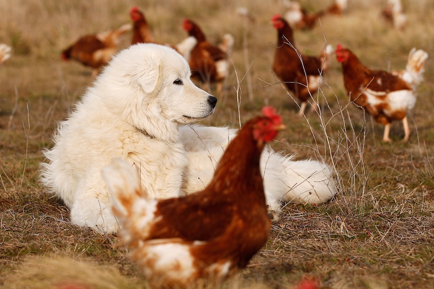 A Maremma Sheepdog laying among Bond Red hens in a field