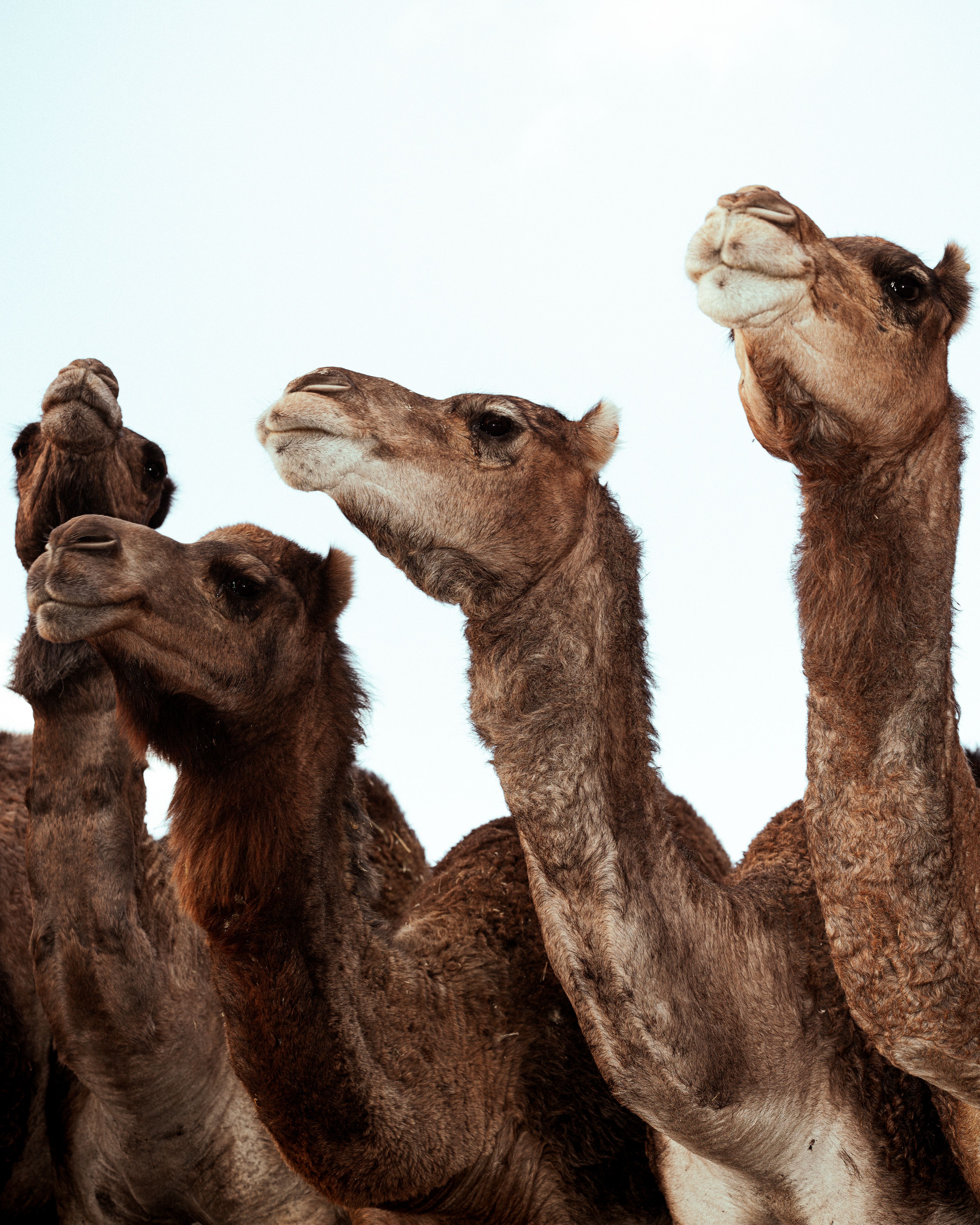 Islam in Australia - history and hysteria