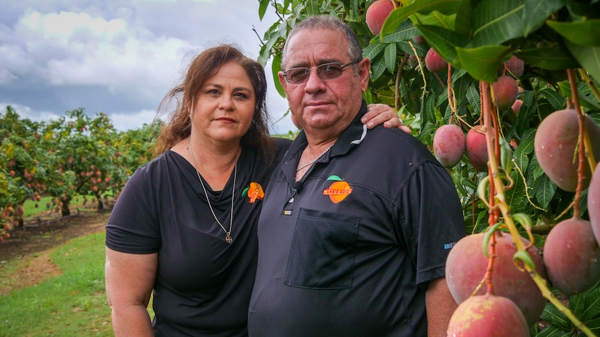 husband and wife standing in row of mango trees