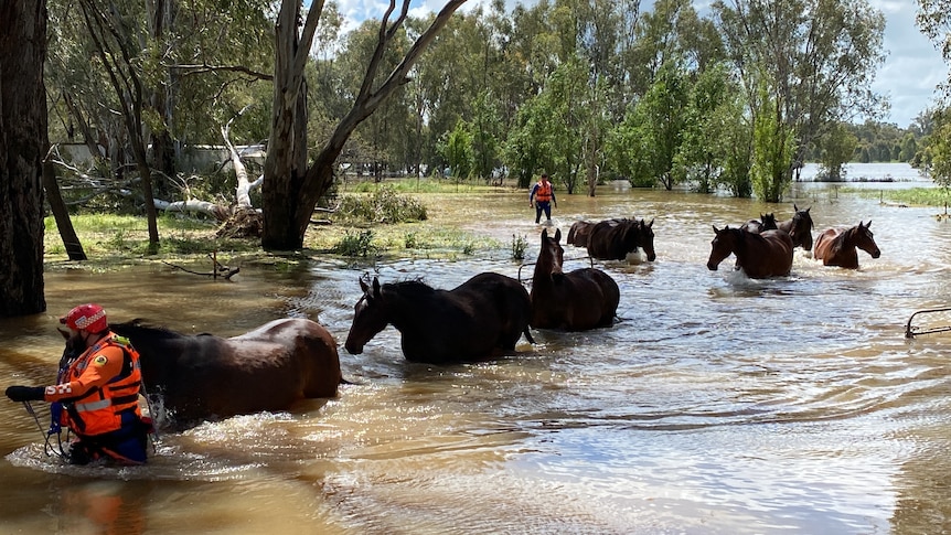 Horses being led out of floodwater by SES volunteers in high viz