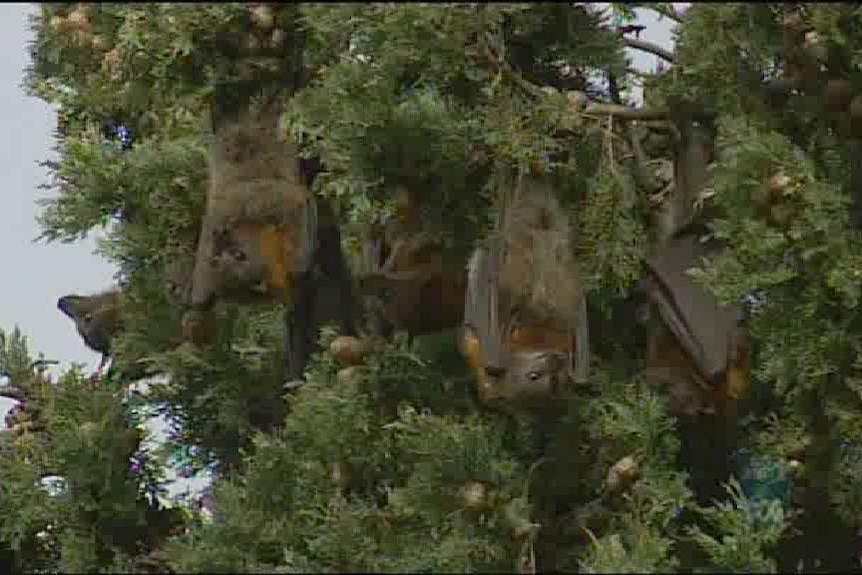 Flying foxes back after just hours